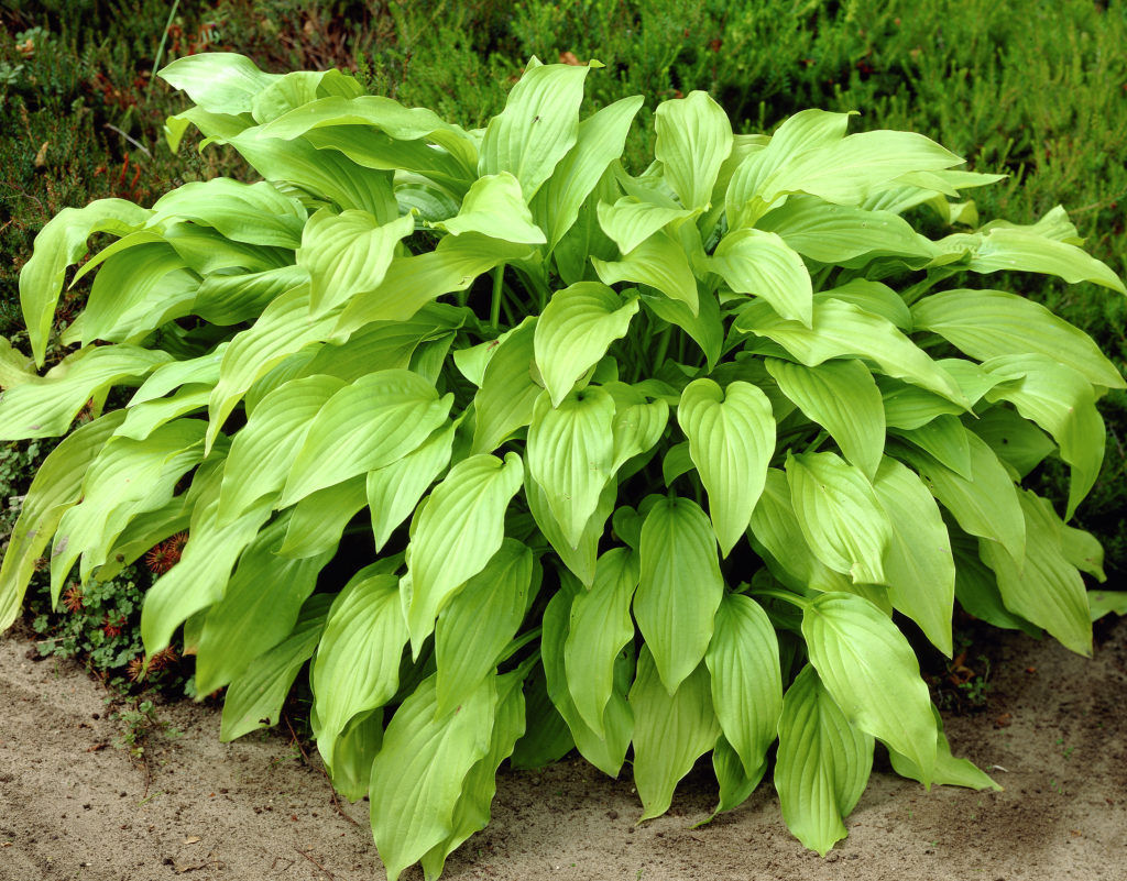 Hosta 'Honeybells'